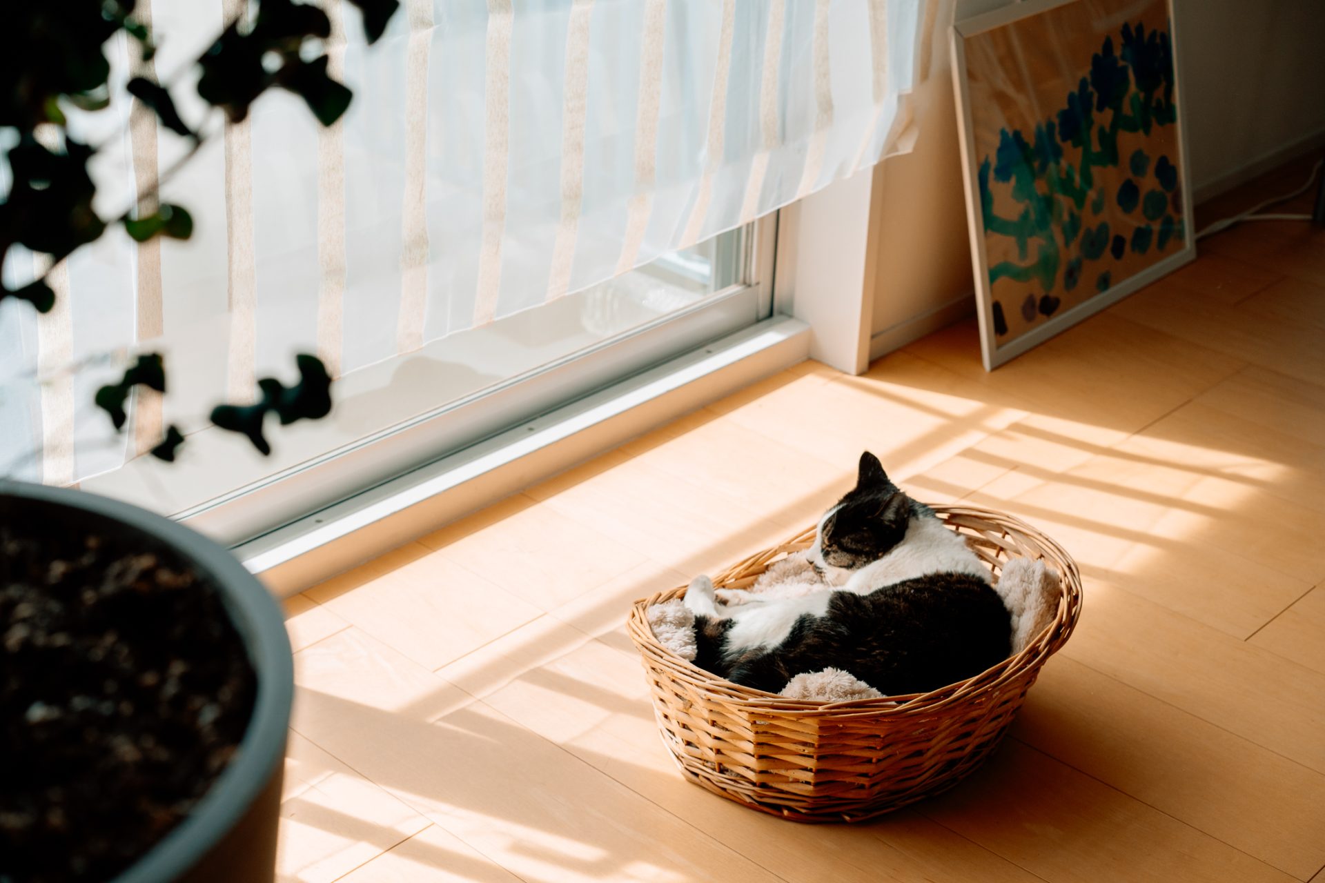 猫とインテリア,暮らし,ieno textile