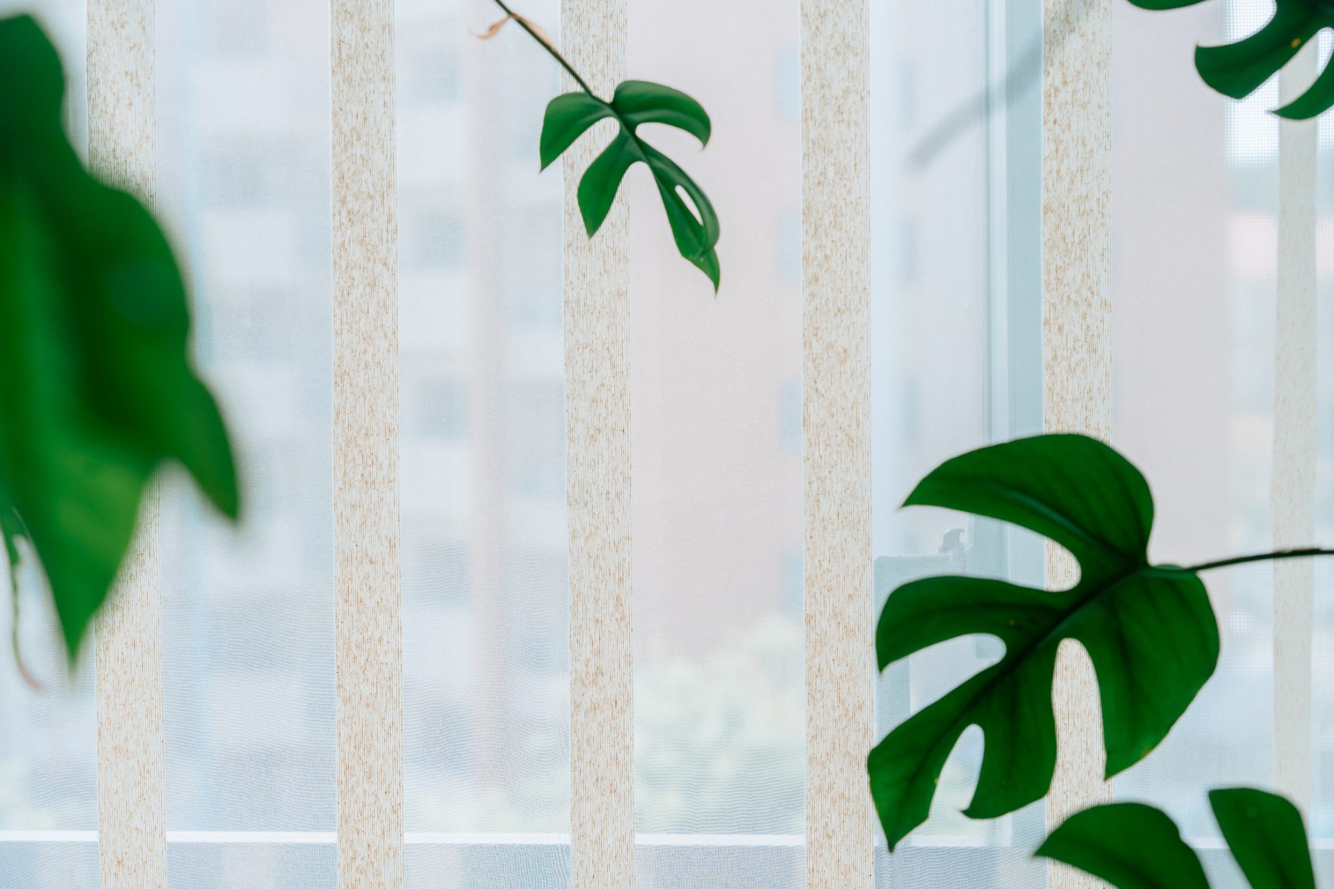 ヒメモンステラ,整理収納アドバイザー,生方 悠,ieno textile