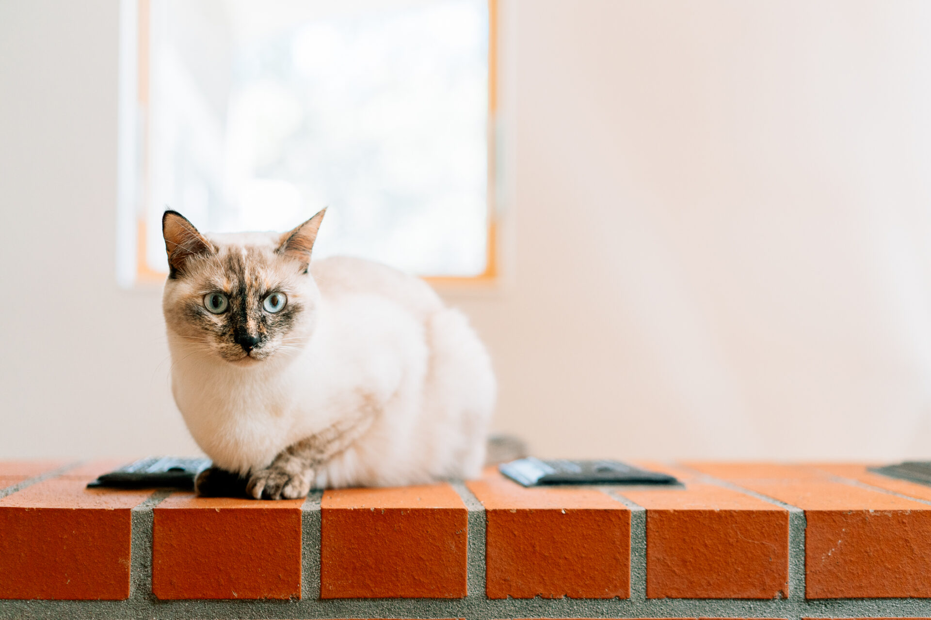 赤いレンガ、猫