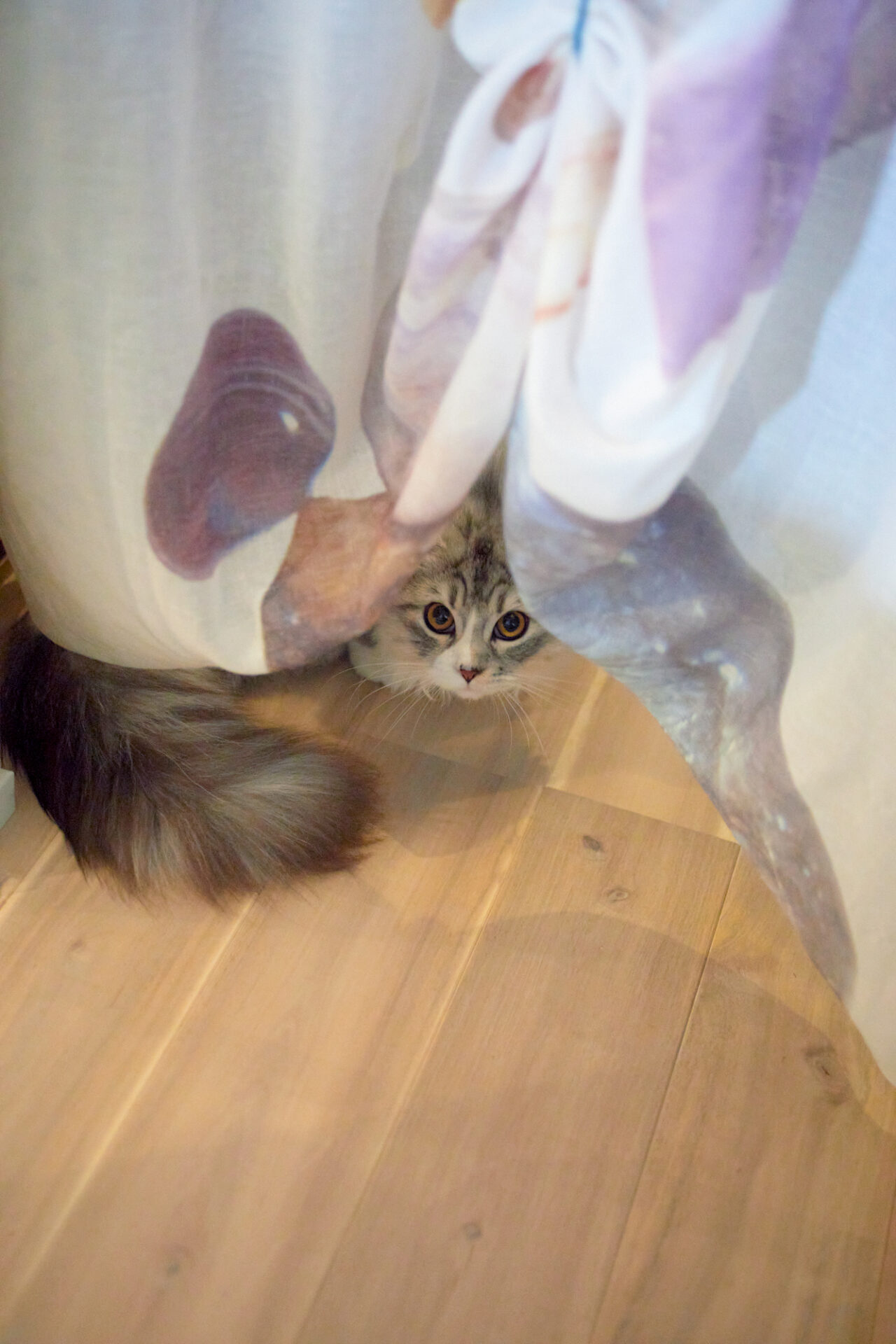 猫のいる暮らし、間仕切り、タペストリー