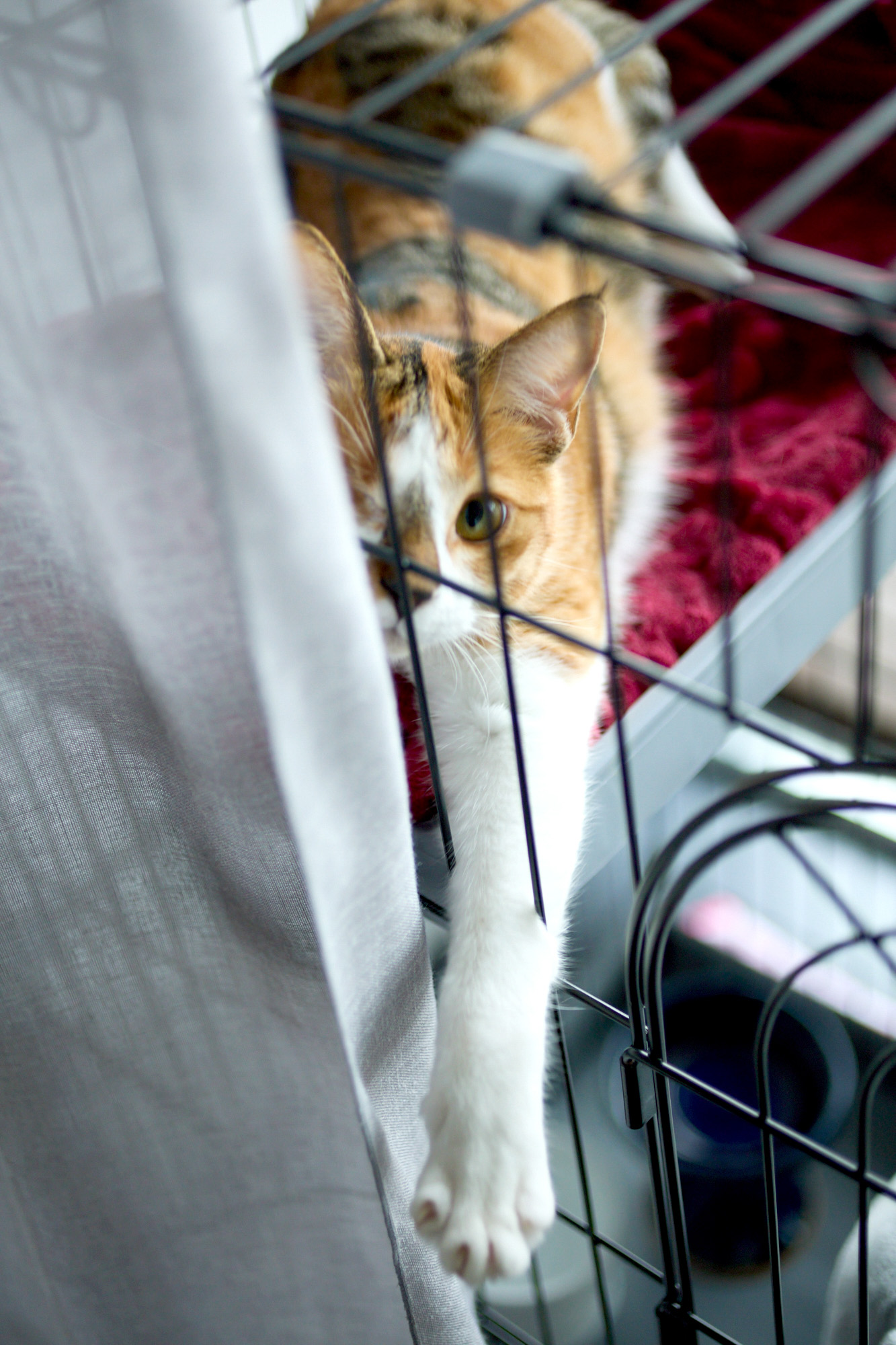 保護猫